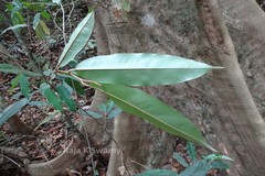 Cullenia exarillata